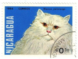 White Longhair (Felis silvestris catus)