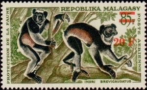 Indri (Indri indri)