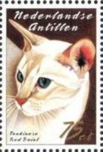 Red Point Tonkinese (Felis silvestris catus)