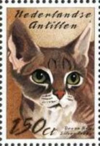 Silver Tabby Devon Rex (Felis silvestris catus)