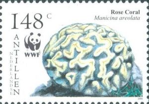 Rose Coral (Manicina areolata)