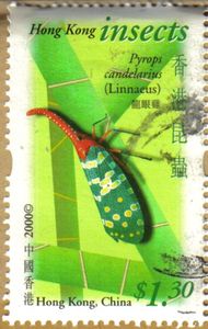 Lantern Fly (Pyrops candelarius)