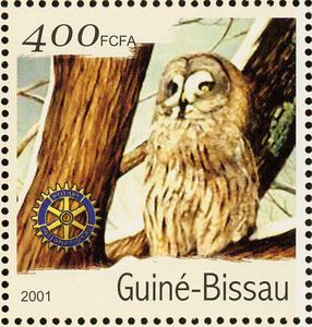 Short-eared Owl (Asio flammeus)