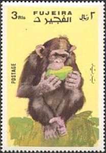Chimpanzee (Pan troglodytes)