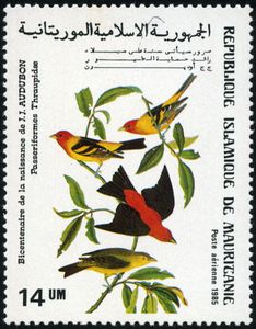 Passerines, Tanagers