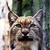 lynx007