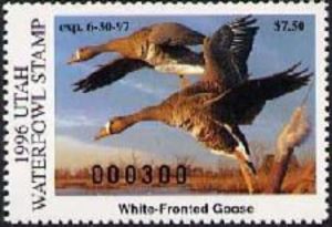 speckled bellied geese