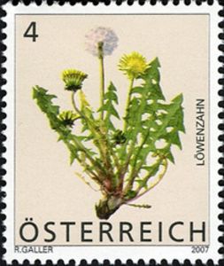 Common Dandelion (Taraxacum Officinale) Common Dandelion (Taraxacum Officinale)
