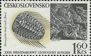 Trilobit-Selenopeltis-buchi-buchi-Barr.jpg