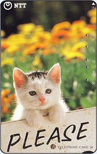 "Please" - Kitten