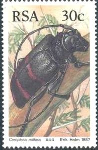 Ceroplesis militaris Ceroplesis militaris