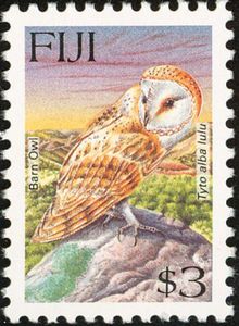 Fiji Owl
