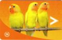 Sheraton - Birds (Sheraton) Sheraton - Birds (Sheraton)