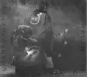 The Who: Quadrophenia