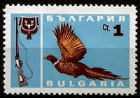 Common Pheasant (Phasianus colchicus)