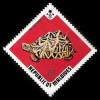 Indian Star Tortoise (Testudo elegans)