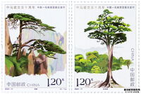 Chinese Red Pine (Pinus tabuliformis)