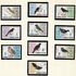 10 items, including: Samoa: Island Thrush (Turdus poliocephalus samoensis), 1967