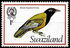 Eswatini (Swaziland): Black-headed Oriole (Oriolus larvatus), 1976