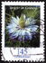 Germany, Federal Republic: Love-in-a-mist (Nigella damascena), 2018
