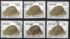 South Africa: Geometric Tortoise (Psammobates geometricus), 1993