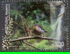 Madeira Islands: Madeiran Chaffinch (Fringilla coelebs maderensis), Forest, 2005