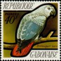Grey Parrot (Psittacus erithacus)