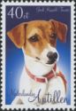 Jack Russell Terrier (Canis lupus familiaris)