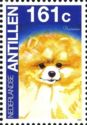 Pomeranian (Canis lupus familiaris)