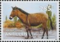 Mule (Equus asinus x Equus caballus)