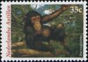 Chimpanzee (Pan troglodytes)