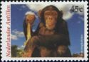 Chimpanzee (Pan troglodytes)