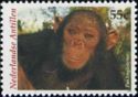 Chimpanzee (Pan troglodytes)