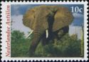 African Elephant (Loxodonta africana)