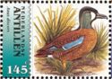 Blue-winged Teal (Anas discors)