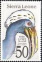 White-crested Hornbill (Tropicranus albocristatus)