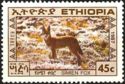Ethiopian Wolf (Canis simensis)