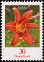 Tiger Daylily (Hemerocallis fulva)