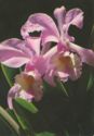 OrquÃdea Cattleya