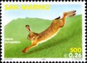 European Hare (Lepus europaeus)