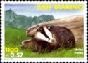 European Badger (Meles meles)