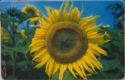 5040 Sunflower ; Industrial-Wares Market Ltd.