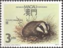 Asian Badger (Meles meles)