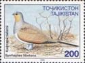 Tibetan Sandgrouse (Syrrhaptes tibetana)