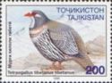 Tibetan Snowcock (Tetraogallus tibetanus)