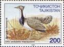 MacQueen's Bustard (Otis undulata macqueeni)