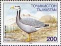 Bar-headed Goose (Anser indicus)