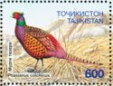 Common Pheasant (Phasianus colchicus)