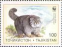 Pallas's Cat (Otocolobus manul)
