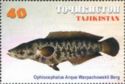 Amur Snakehead (Ophiocephalus argus warpachowskii)